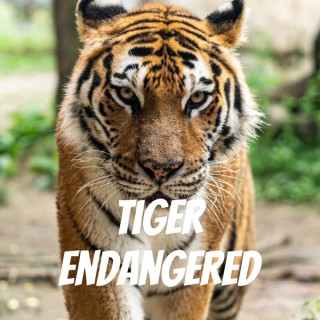 Tiger Endangered