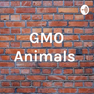 GMO Animals