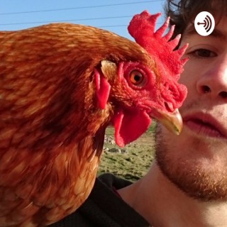 Talking Hens