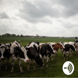 Cows Talk Politics Guns Fun