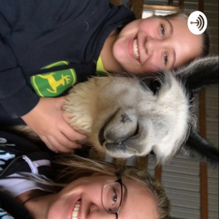 Llama Drama