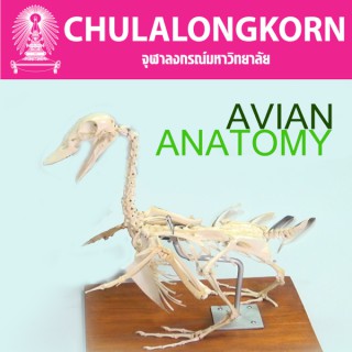 Avian  Anatomy