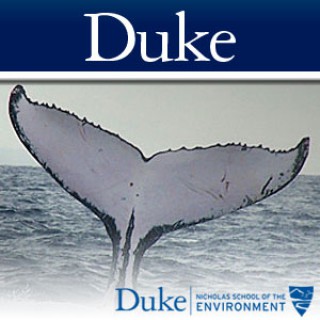 Tagging Whales in the Antarctic Seas - Blog Videos