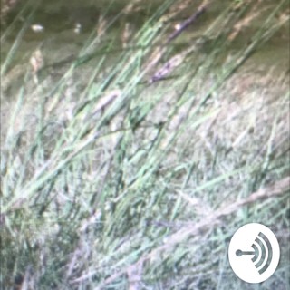 Temperate grasslands