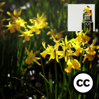 What is a Symbol? What is a metaphor? Coleridge, Wordsworth, Keats