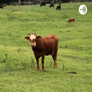 Kirk Cattle Co