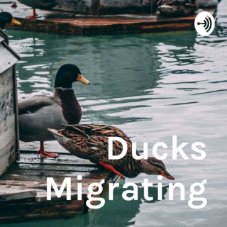Ducks Migrating
