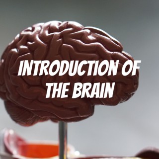 Introduction of the Brain