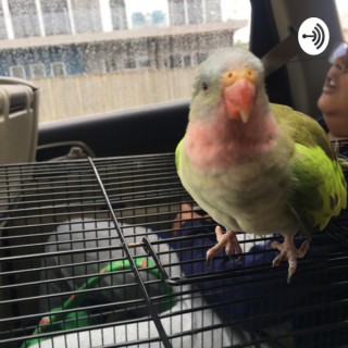 WILLY NILLY SILLY PODCAST