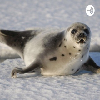 Wokesettler: Aiden Beatty on the seal hunt
