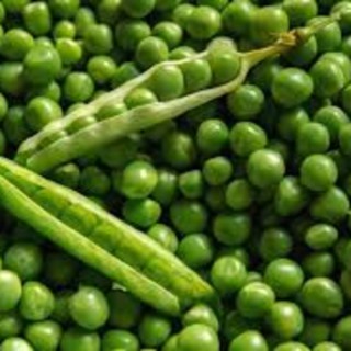 Three Peas in a Podcast (For now)