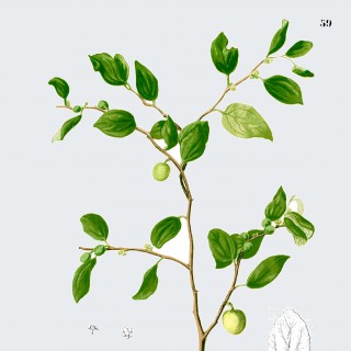 Jujube